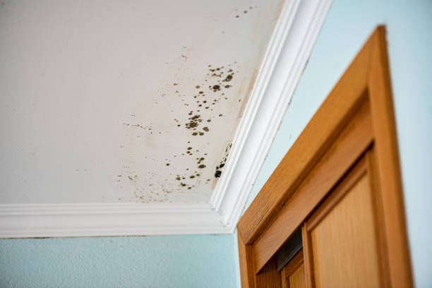Best Commercial Mold Removal  in Delano, CA