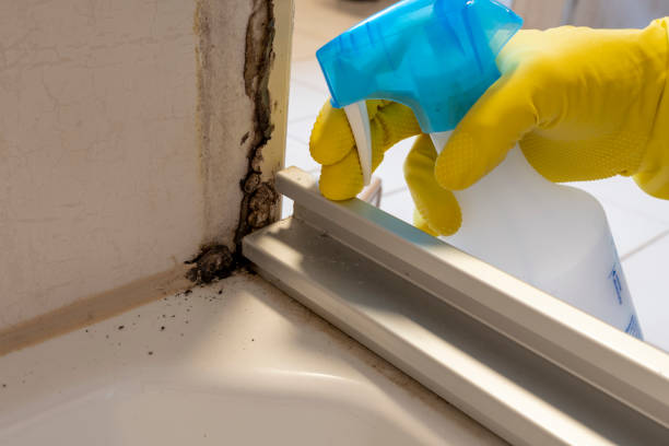 Trusted Delano, CA Mold Removal Experts