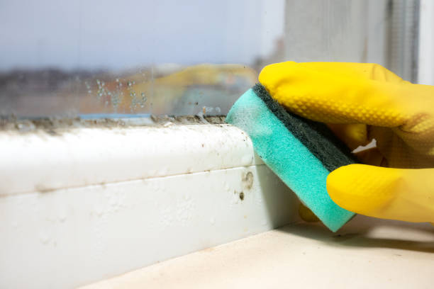 Best Toxic Mold Removal  in Delano, CA