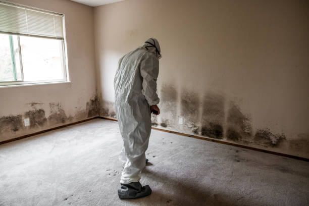 Best Black Mold Removal  in Delano, CA